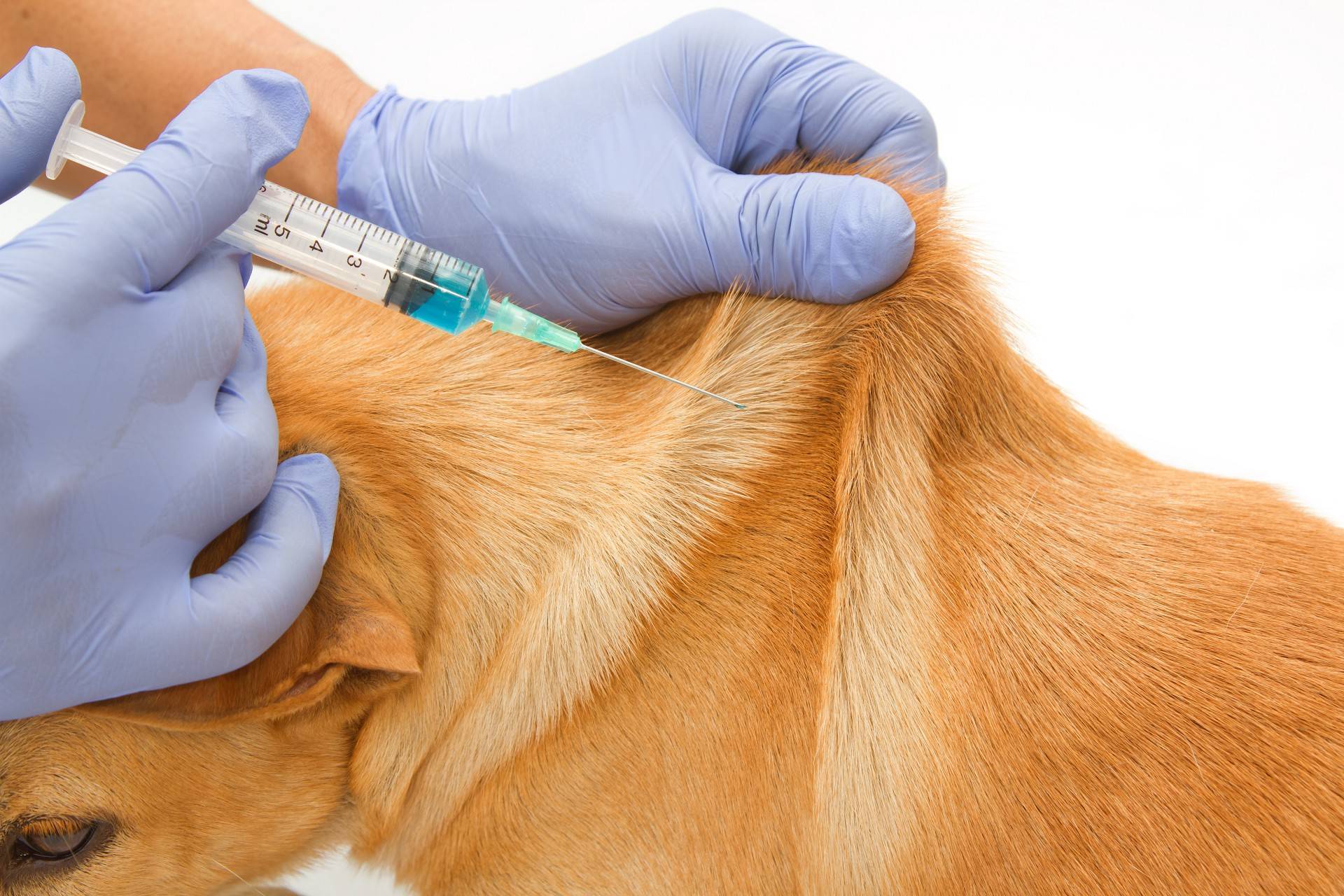 Первые прививки щенку: когда делать и во сколько обойдутся