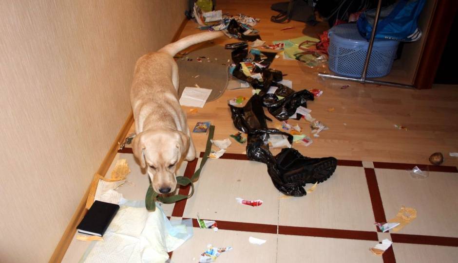 ᐉ как отучить щенка метить территорию в квартире? - zoomanji.ru