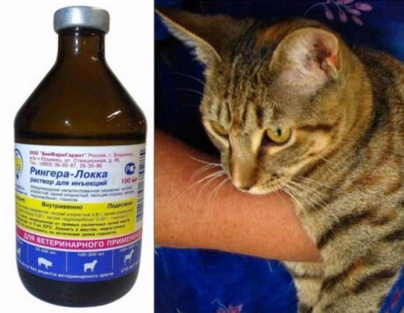 Понос и рвота у кота лечение