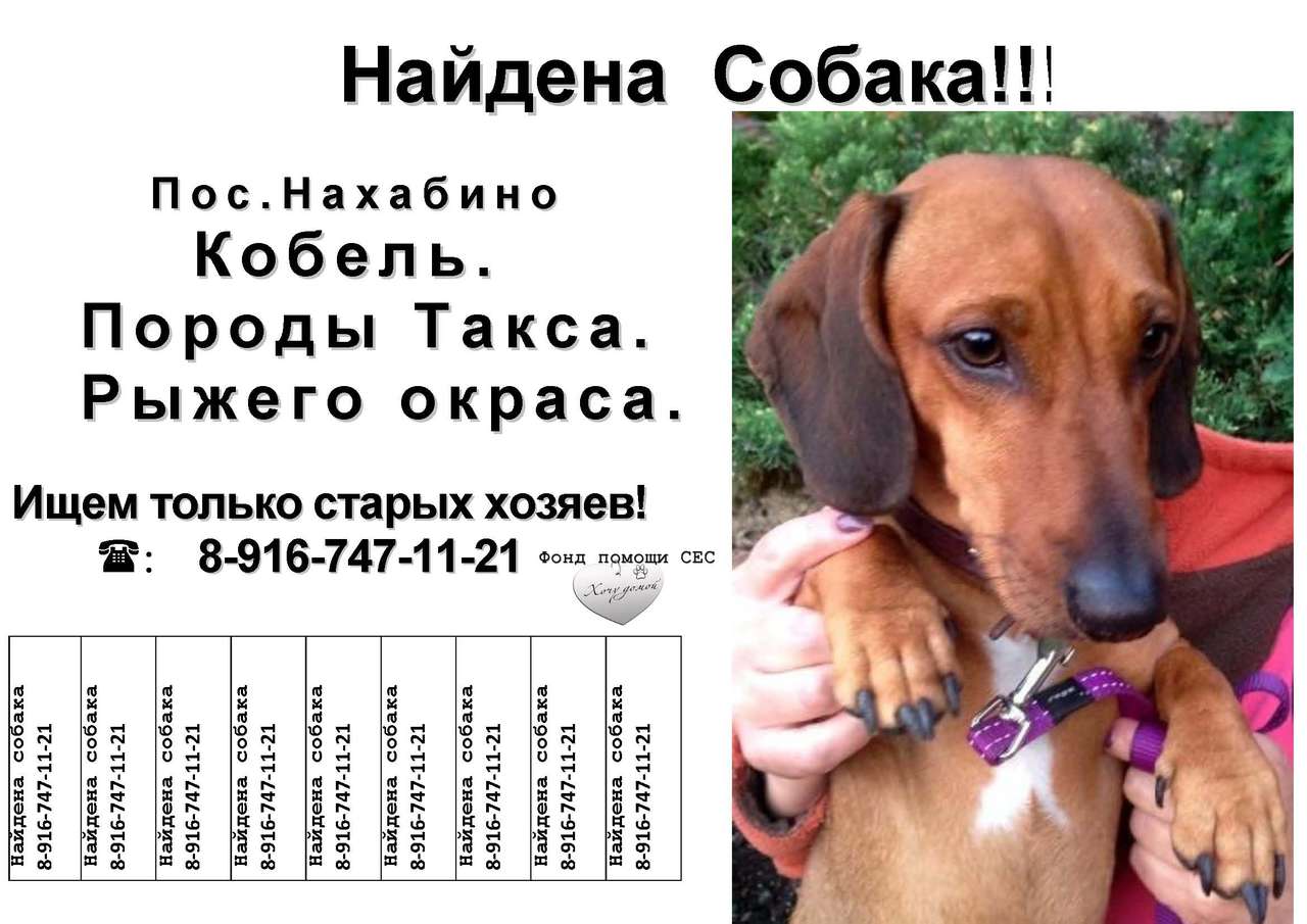 Такса: описание породы, характеристика, уход и содержание, кормление, щенки, стандарты - zoosecrets