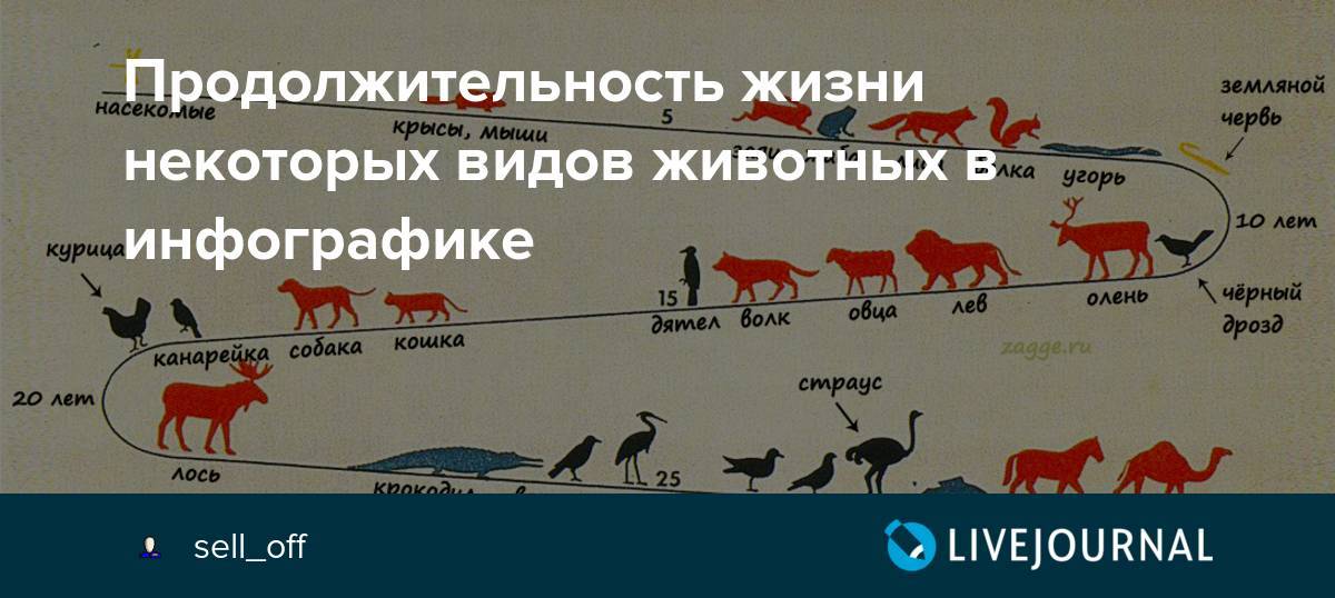 Попугай жако продолжительность жизни