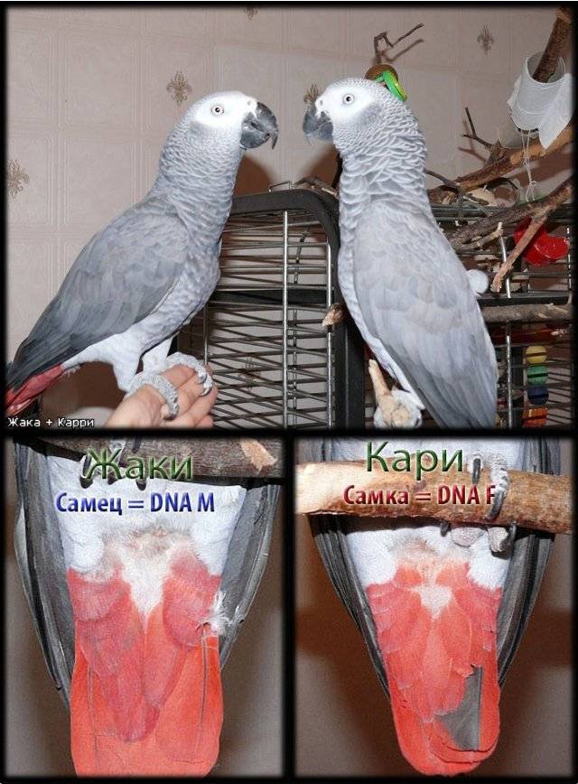 Как определить пол у попугаев неразлучников