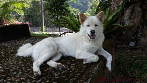17 азиатских пород собак с названиями, описаниями и фото