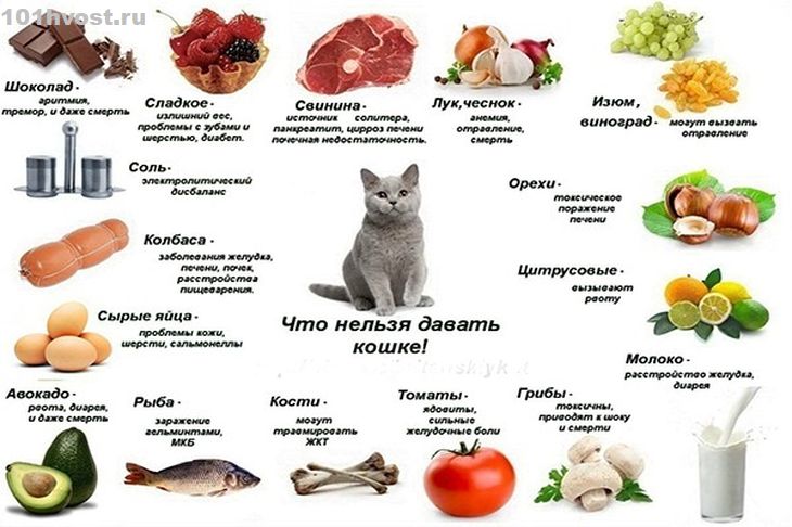 Правильное питание кошек и котов