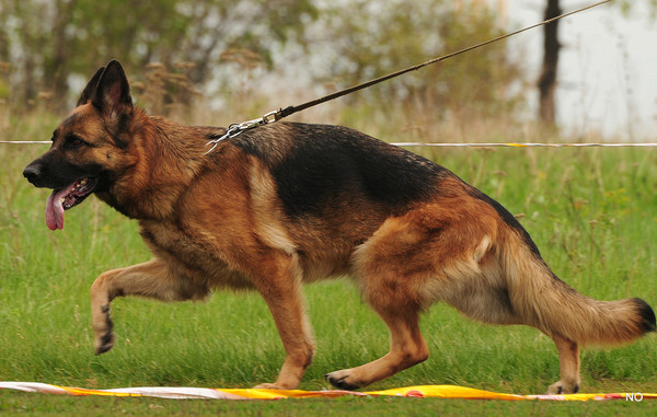 Правильный выбор щенка немецкой овчарки - необходимые особенности характера и внешности щенка для разных целей + тест кэмпбелла для определения типа темперамента собаки