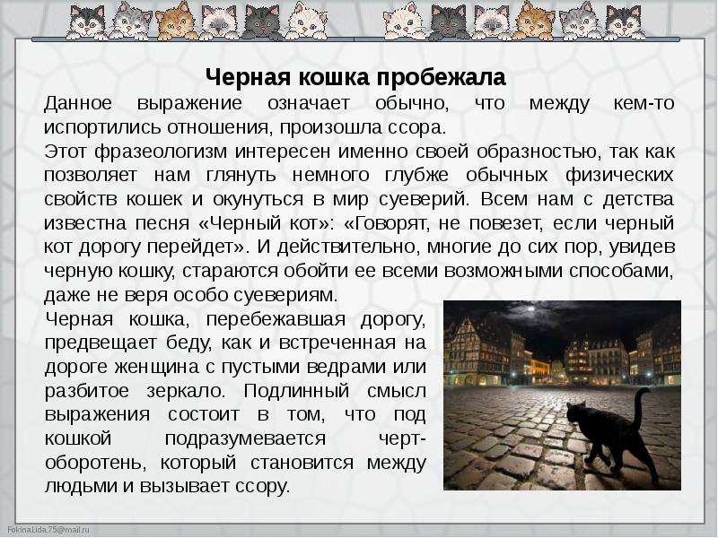 Черная кошка перебежала дорогу: ждать беды или готовиться к счастью — суеверия
