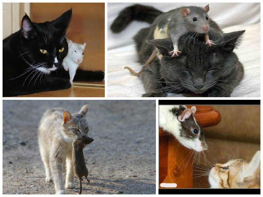 Породы кошек-крысоловов с фото и описанием, особенности содержания охотников на мышей и крыс