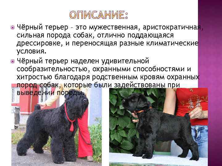 Черный терьер: особенности породы, характера, воспитания
