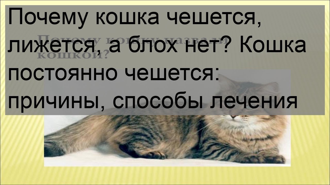 Почему кошка постоянно чешется?