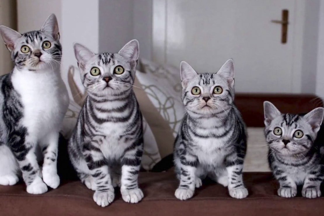Породы кошек для квартиры короткошерстные фото