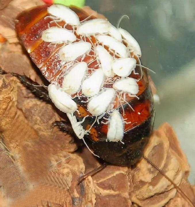 Мадагаскарский таракан: особенности и содержание в террариуме