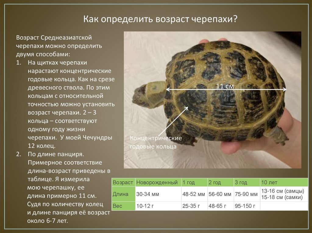 Как определить возраст сухопутной среднеазиатской черепахи в домашних условиях (фото)