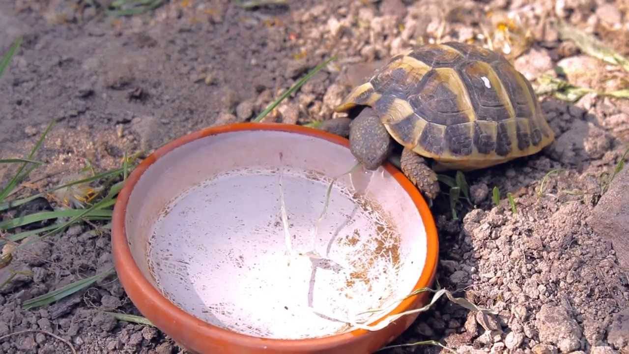 Нужна ли сухопутной черепахе вода?