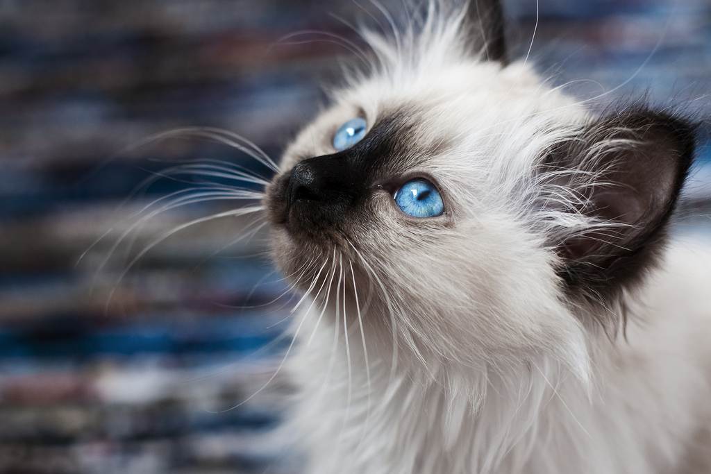 Кошки с голубыми глазами: породы