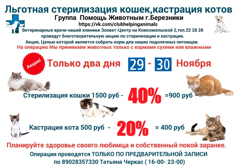 Кастрация цена на дом. Стерилизация кошек и собак. Кастрация и стерилизация кошек. Расценки на стерилизацию кошек.