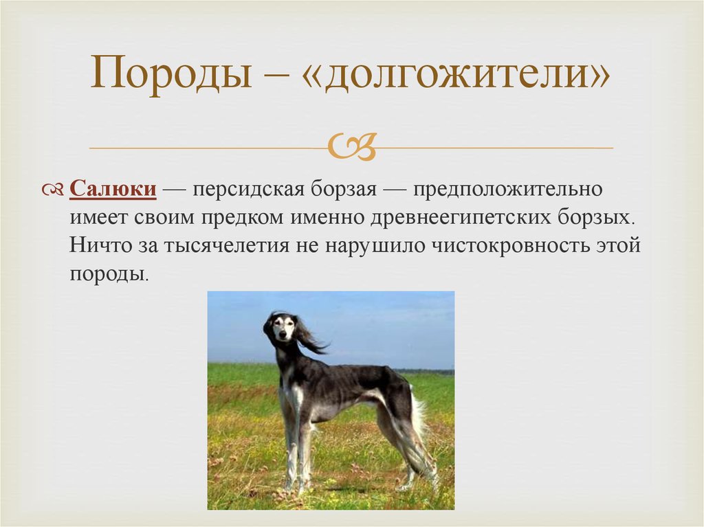 Порода собак салюки — описание и стандарт