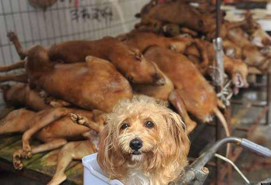В каких странах едят собак на сегодняшний день: едят ли в южной корее