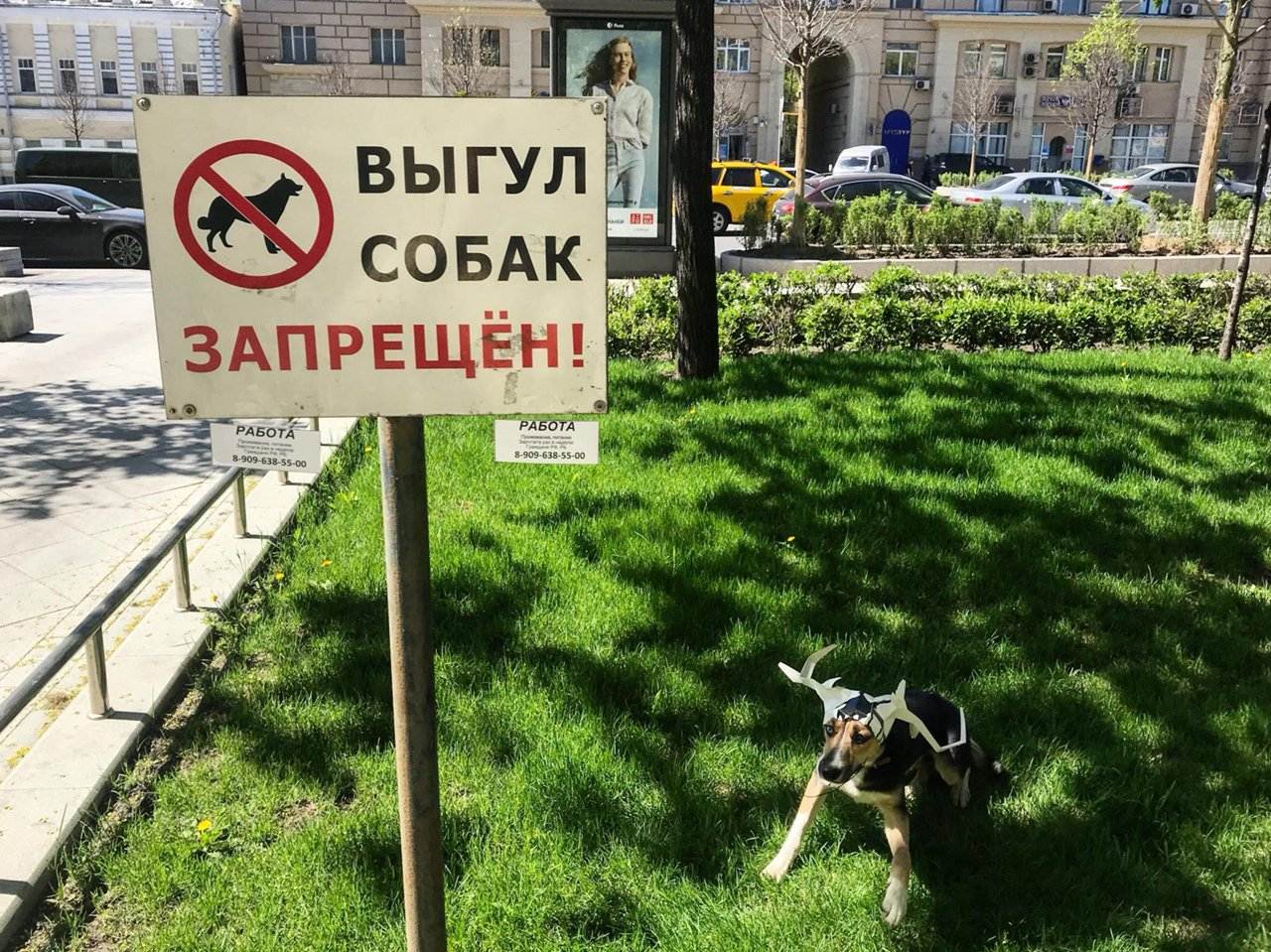 Закон о выгуле собак на 2020 год: запреты, штрафы, поправки