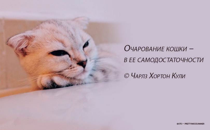 Цитаты о кошках на английском языке ⋆ blog speakingo ⋆