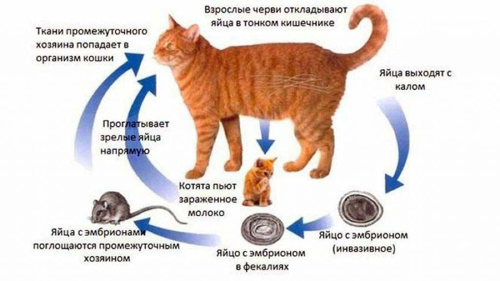 Можно ли заразиться глистами от кошки человеку
