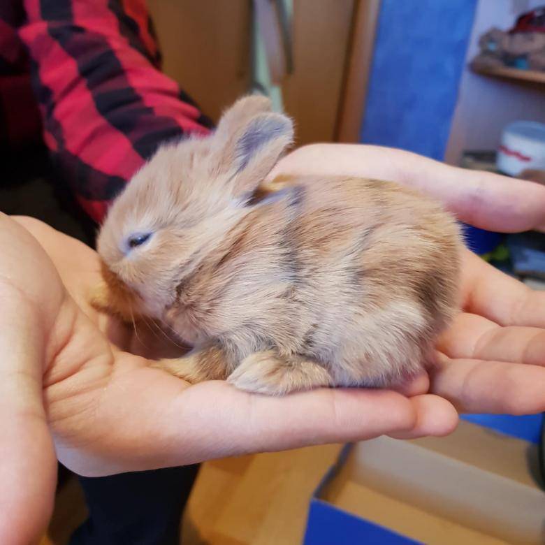 Самые маленькие кролики
