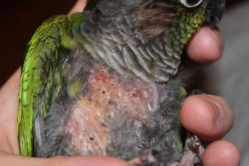Орнитоз у попугая: симптомы и лечение, профилактика в домашних условиях