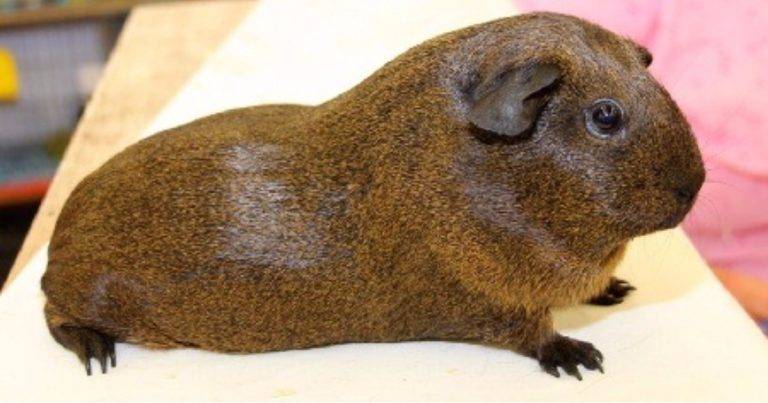 Морские свинки агути — особенности породы, содержание и применение