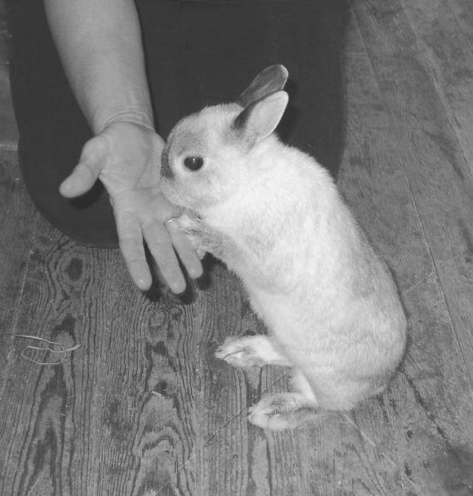 Как завоевать доверие кролика | кролик дома