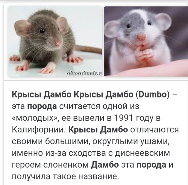 4 вида крысы дамбо: уход и содержание, описание и разведение