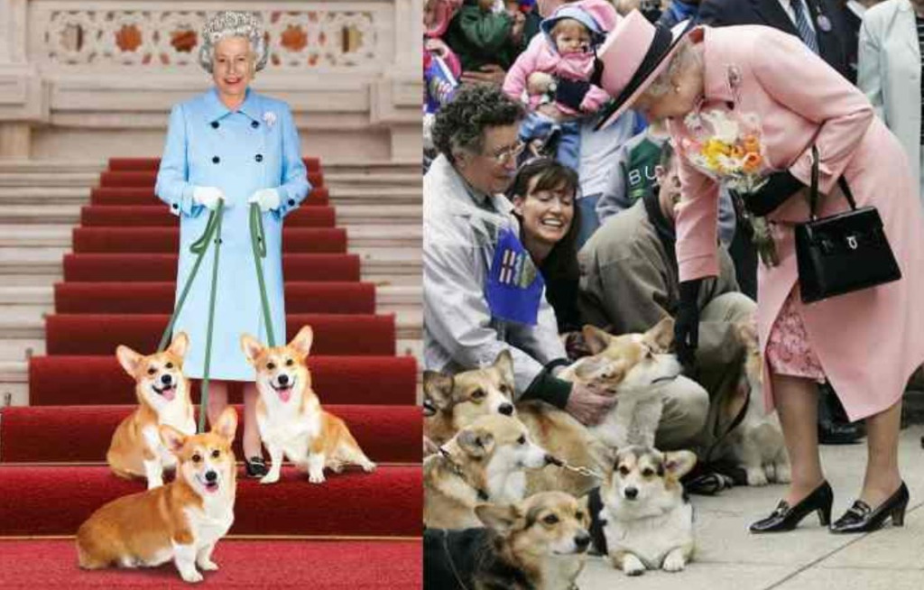 Руководство по воспитанию королевской собаки. Корги королевы Елизаветы 2. Королевский корги 2. Вельш корги английской королевы.