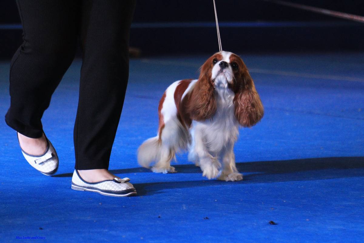 Супер шоу: международная выставка собак – росток 2015