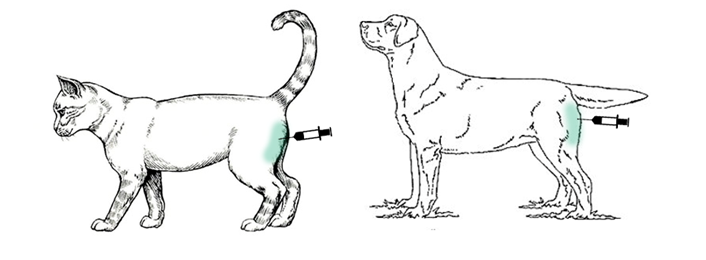 Внутримышечный укол собаке куда делать рисунки