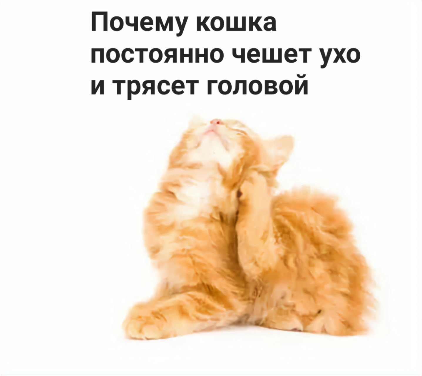 Почему кошка постоянно. Кошка постоянно чешет за усами. Почему кот часто чешет ухо одно. Почему кошки плачут и. чешет ухо. А чешет он всегда.