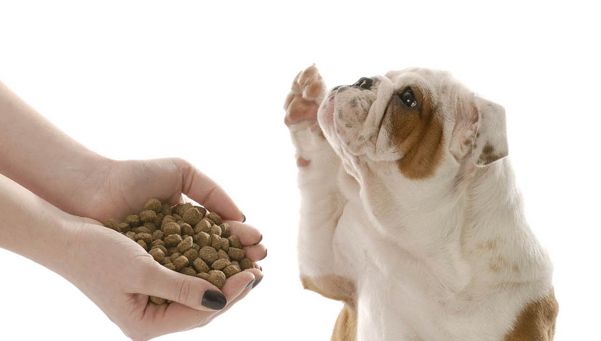 Почему собака не ест сухой корм? что делать?