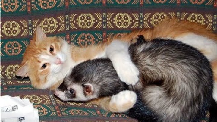Домашний хорек и кошка: уживаются ли хорьки с кошками, котами в одном доме?