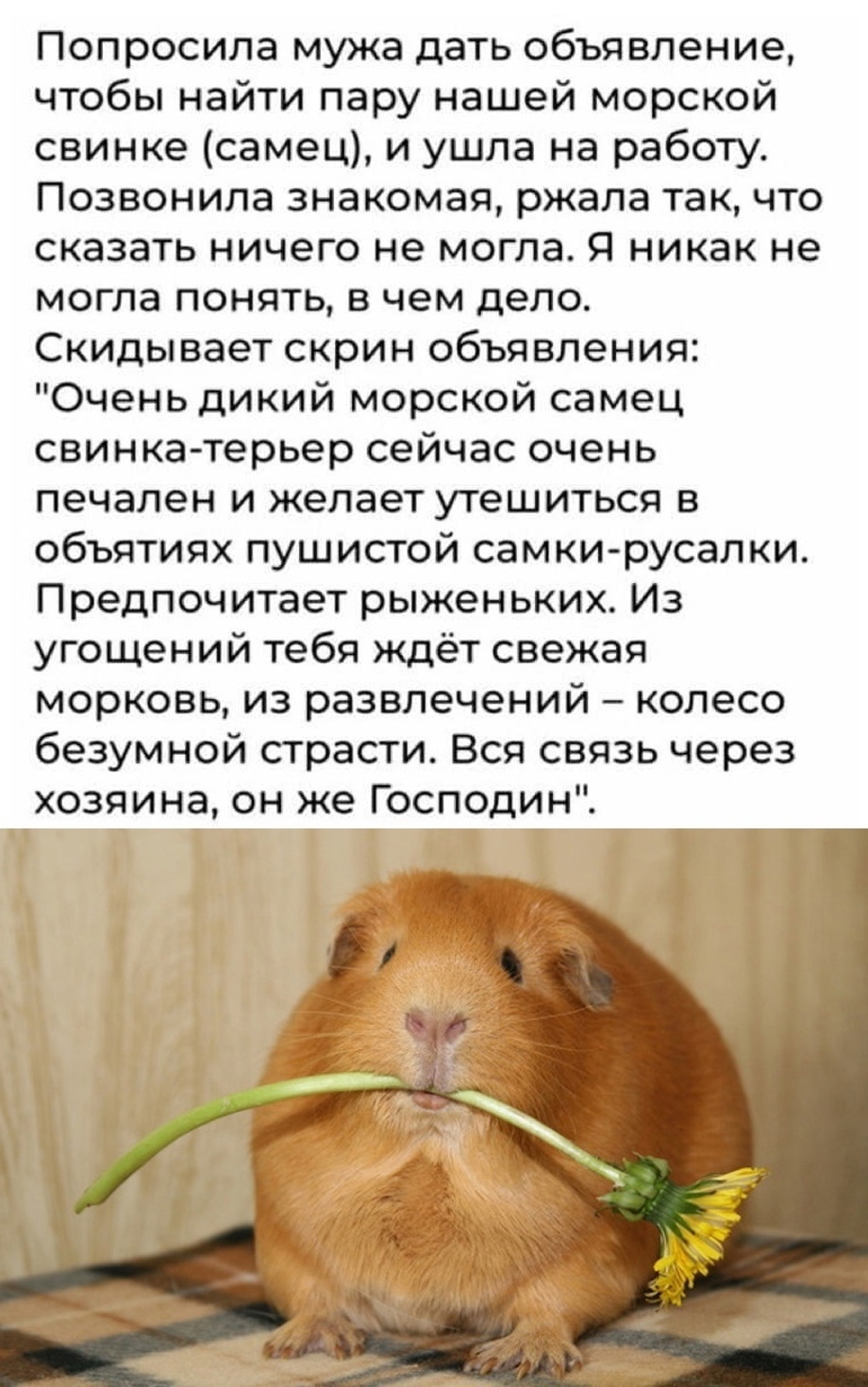 Почему морская свинка пищит - что означают звуки, которые издает грызун