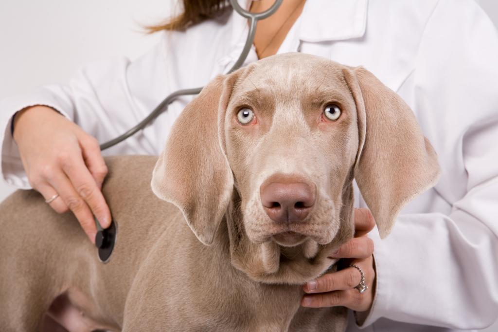 Болезни собак: как узнать, чем болеет и чем лечить четвероногого друга (120 фото + видео советы)