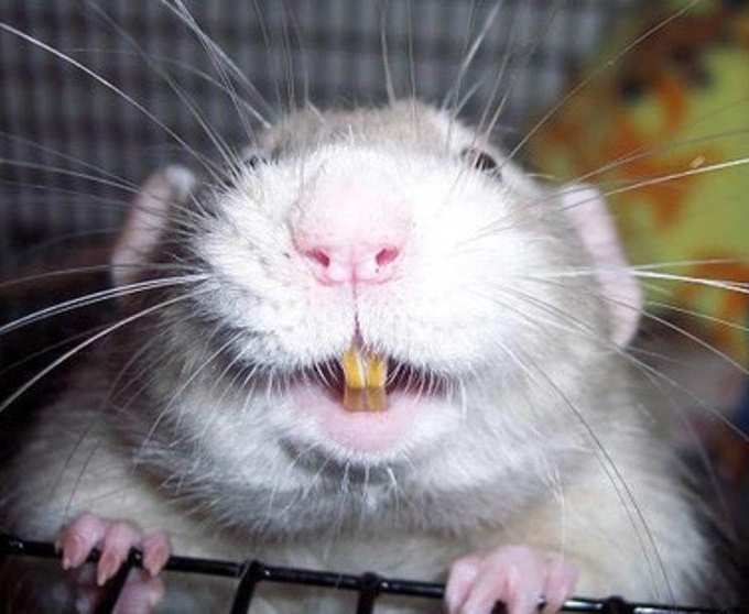 Какие звуки издает декоративная крыса? учимся понимать «крысиный язык»