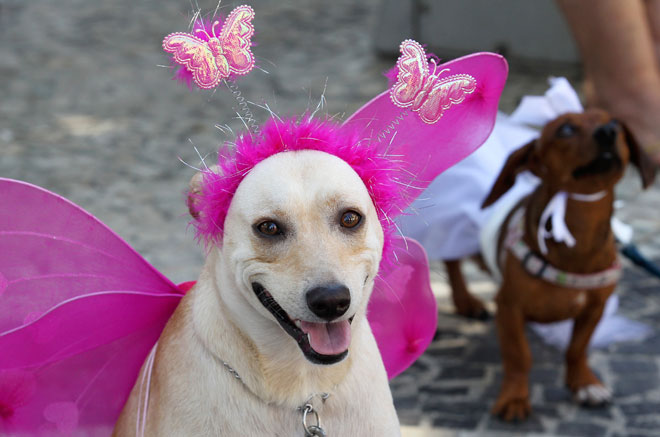 Карнавал для собак в рио
