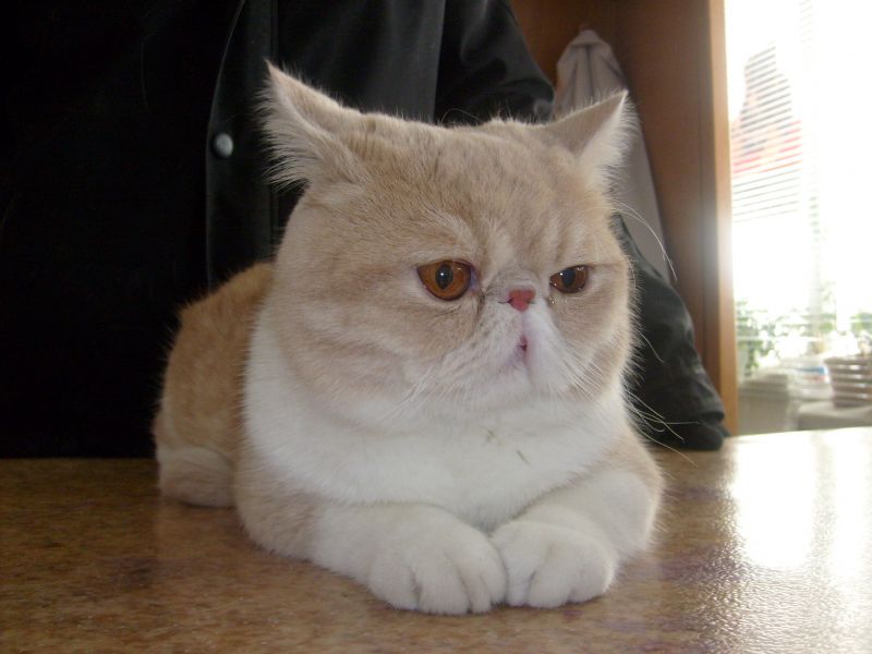 Какие породы кошек имеют плоскую морду? брахицефалические кошки с фотографиями