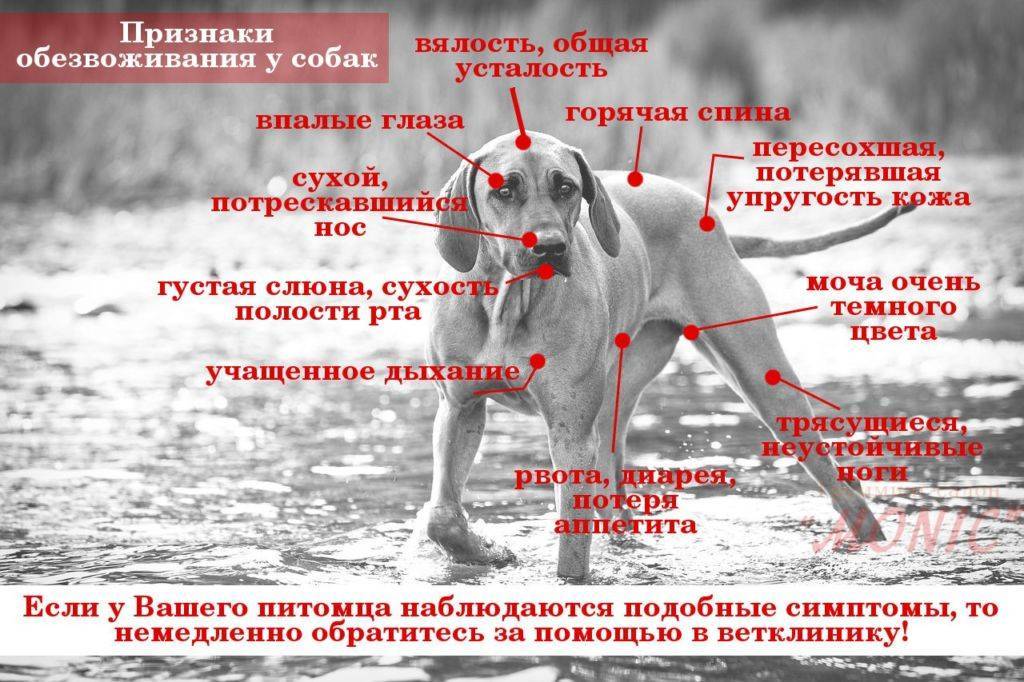 Рвота у собаки: виды, причины и помощь животному | блог ветклиники "беланта"