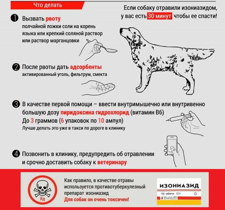 Отравление у собаки: частые причины, что делать, лечение