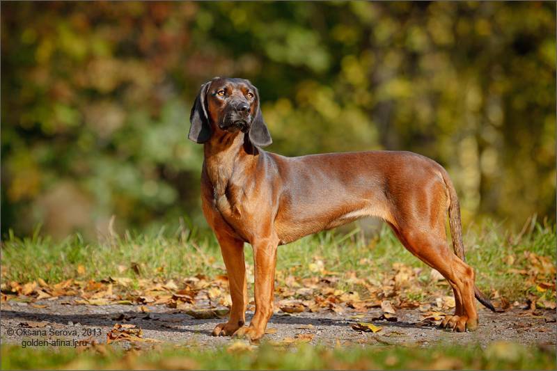 Крапчато-голубой кунхаунд: характеристики породы собаки, фото, характер, правила ухода и содержания