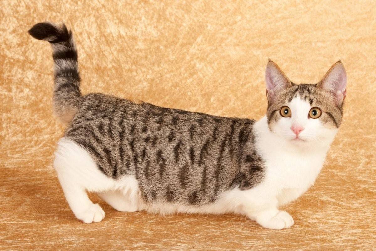 Породы кошек с короткими лапами