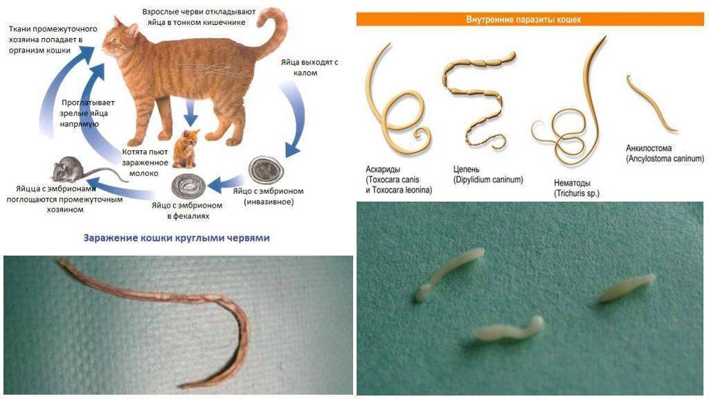 Какие бывают и как вывести паразитов у кошек и котов?