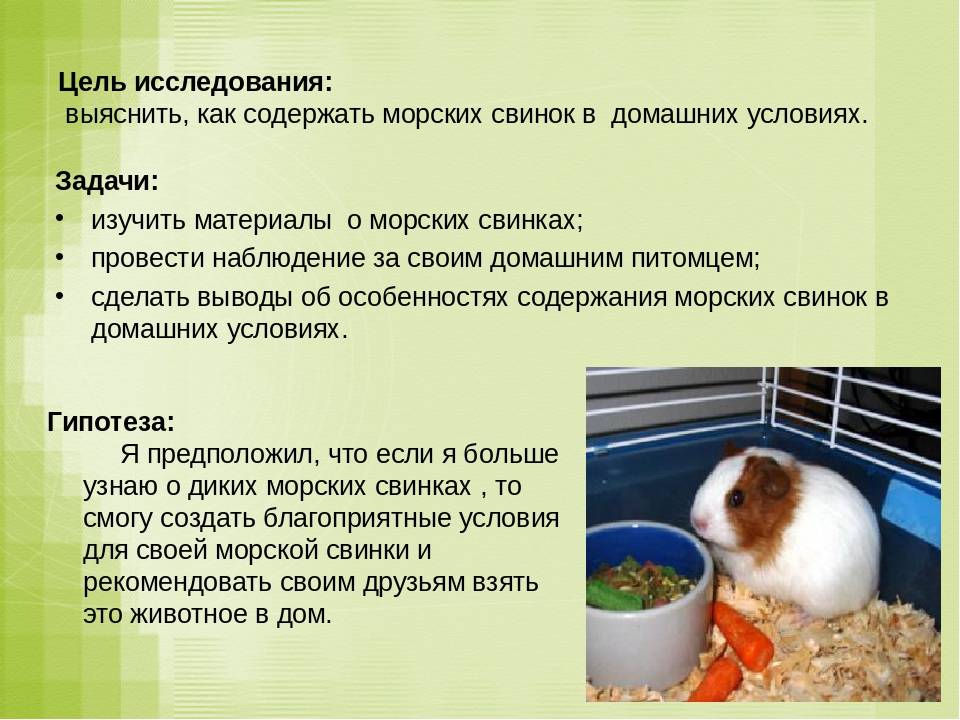 Виды и породы декоративных морских свинок