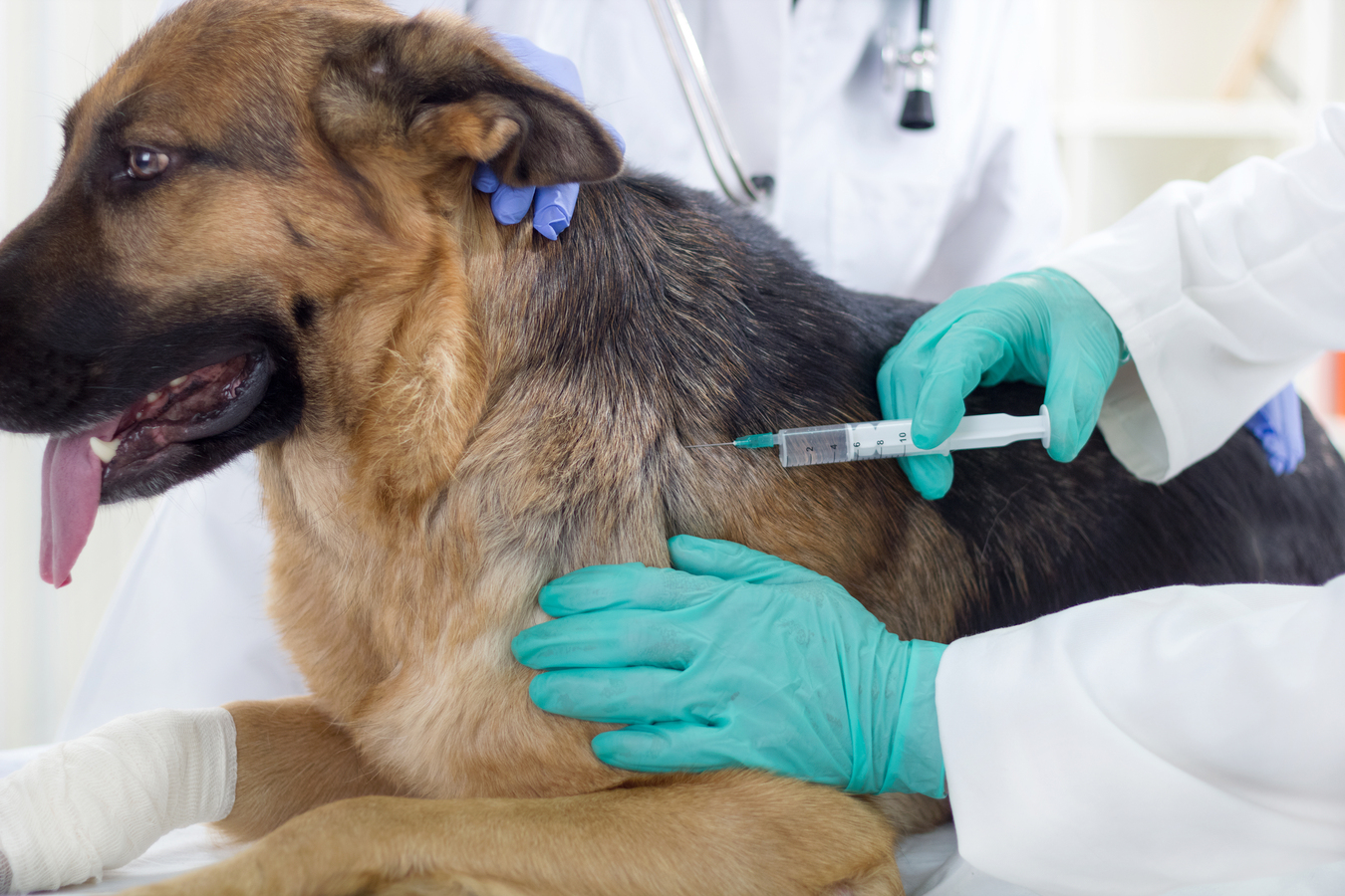 Как делать укол собаке внутримышечно – правила проведения процедуры