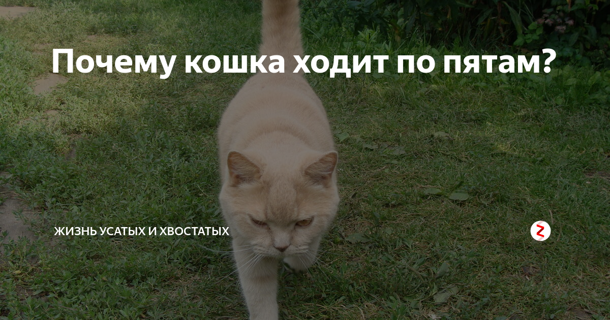 Кот ходит и мяукает без причины: что делать?