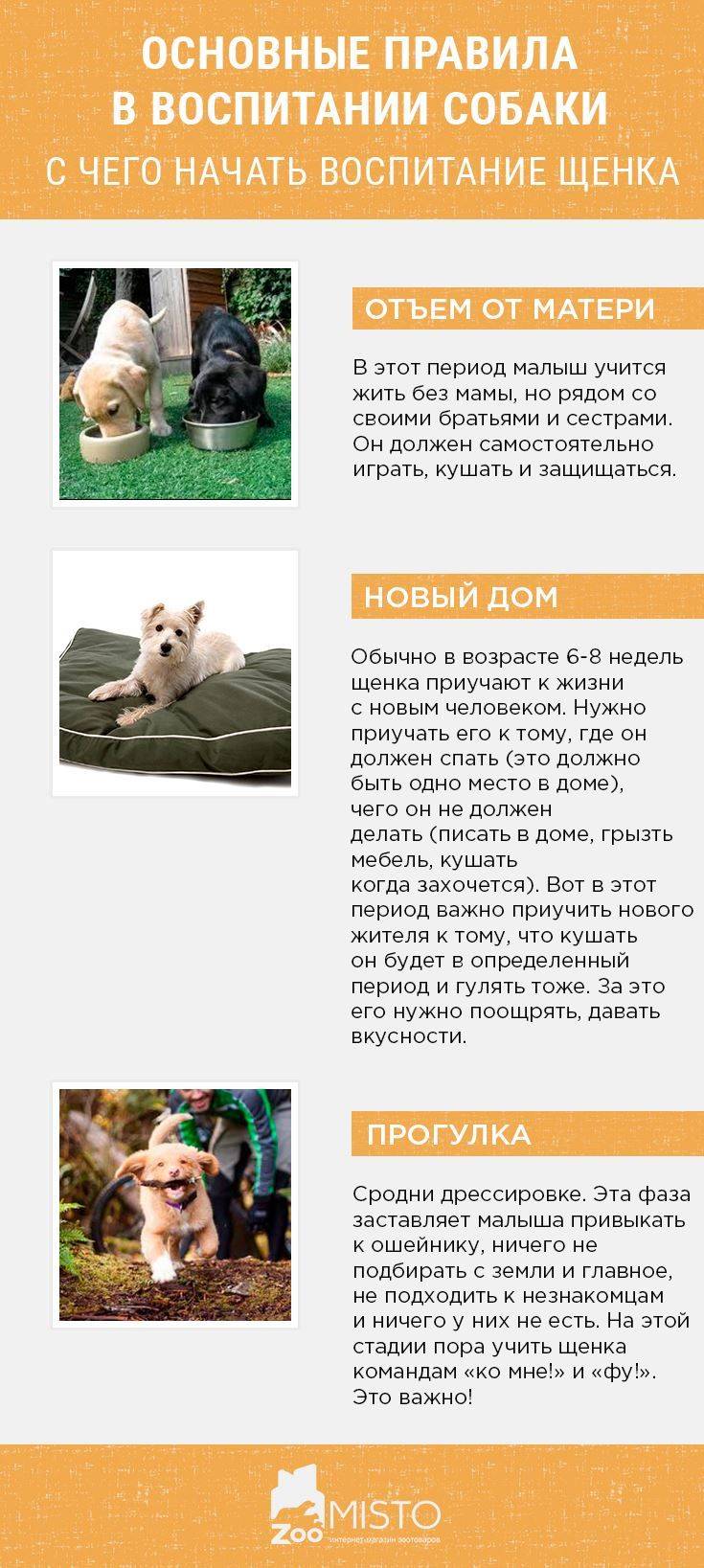 Как воспитать собаку: 15 правил, которые помогут вам стать вожаком: новости, животные, психология, собаки, советы, домашние животные
