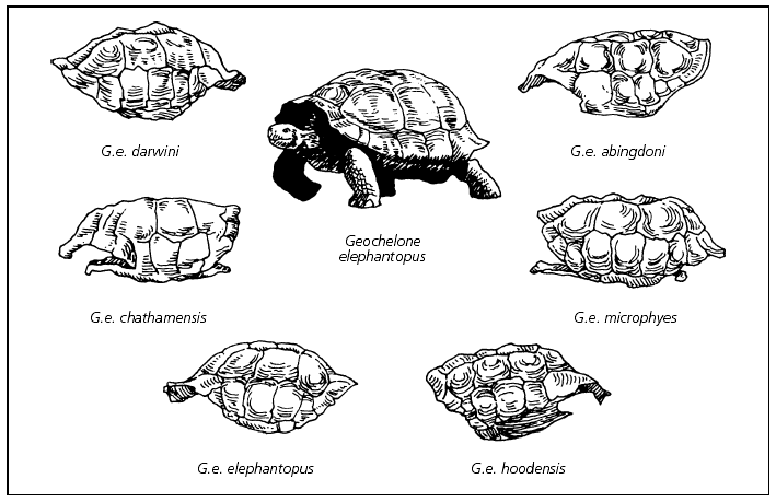 Презентация на тему черепаха гарриета